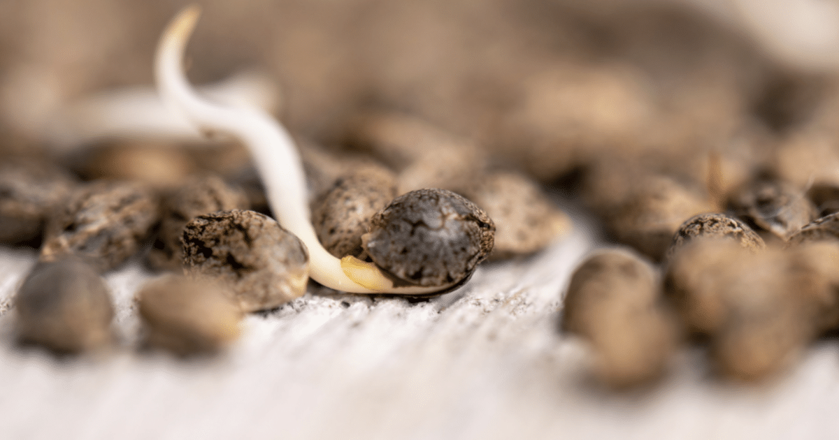 Beginners Guide to Cannabis Seed Germination - SEEDNEST