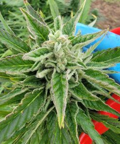 Alternative view of Katahdin Haze Auto