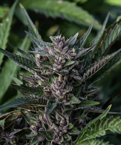 Dankincense