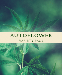 Autoflower Variety Pack