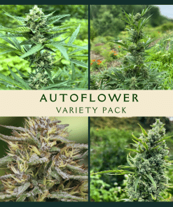 Autoflower Variety Pack