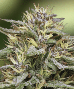 Autoflower Variety Pack - Image 4