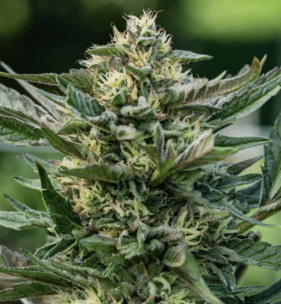 Autoflower Variety Pack - Image 5