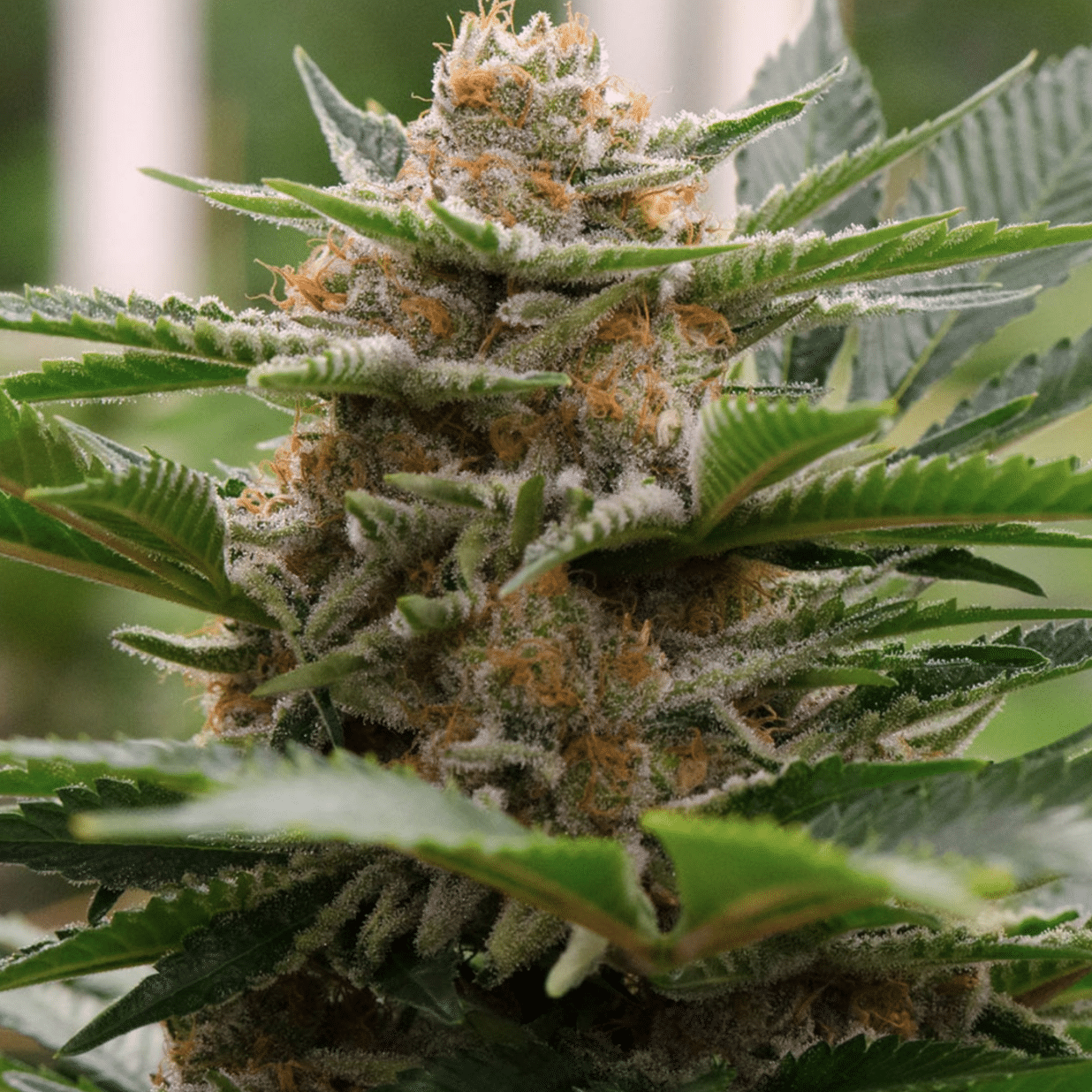 Strawberry Cough Seeds | Feminized Photoperiod | SEEDNEST