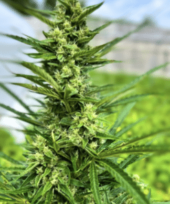 Alternative view of Growers Mix Variety Pack