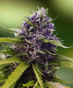 Blueberry CBD (1:16)