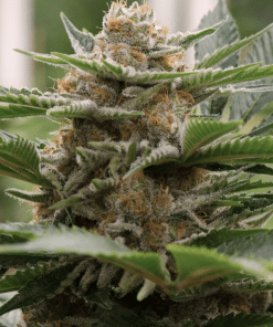 From the Vault: Grower's Mix - Image 6