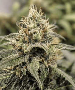 From the Vault: Grower's Mix - Image 5