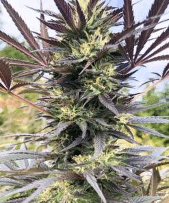 Alternative view of Silverback Sticky