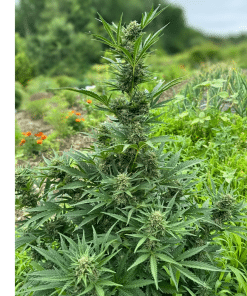 Alternative view of Autoflower Variety Pack
