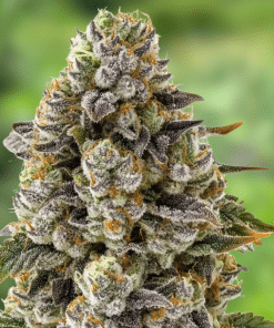 Apple Fritter Auto