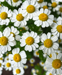Chamomile