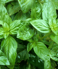 Alternative view of Culinary Herb Garden Pack