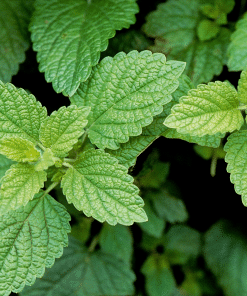 Lemon Balm