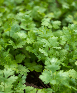 Culinary Herb Garden Pack - Image 3