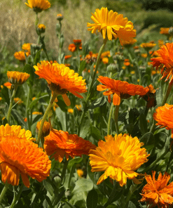 Alternative view of Cannabis Companion Garden Pack