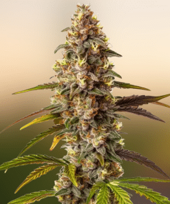 Quarter Pounder Auto