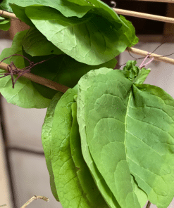 Alternative view of Tobacco