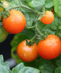 Alternative view of Veggie Garden Pack