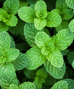 Peppermint