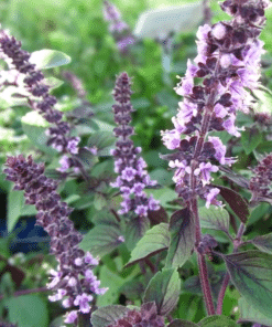 Tulsi (Holy Basil)