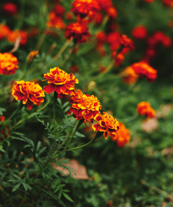 Sparky French Marigold Mix