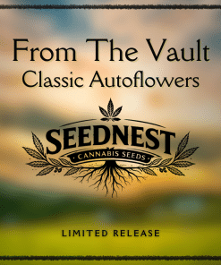 From the Vault: Classic Autoflowers