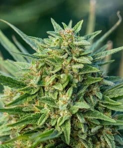 Blue Ridge Butter Auto