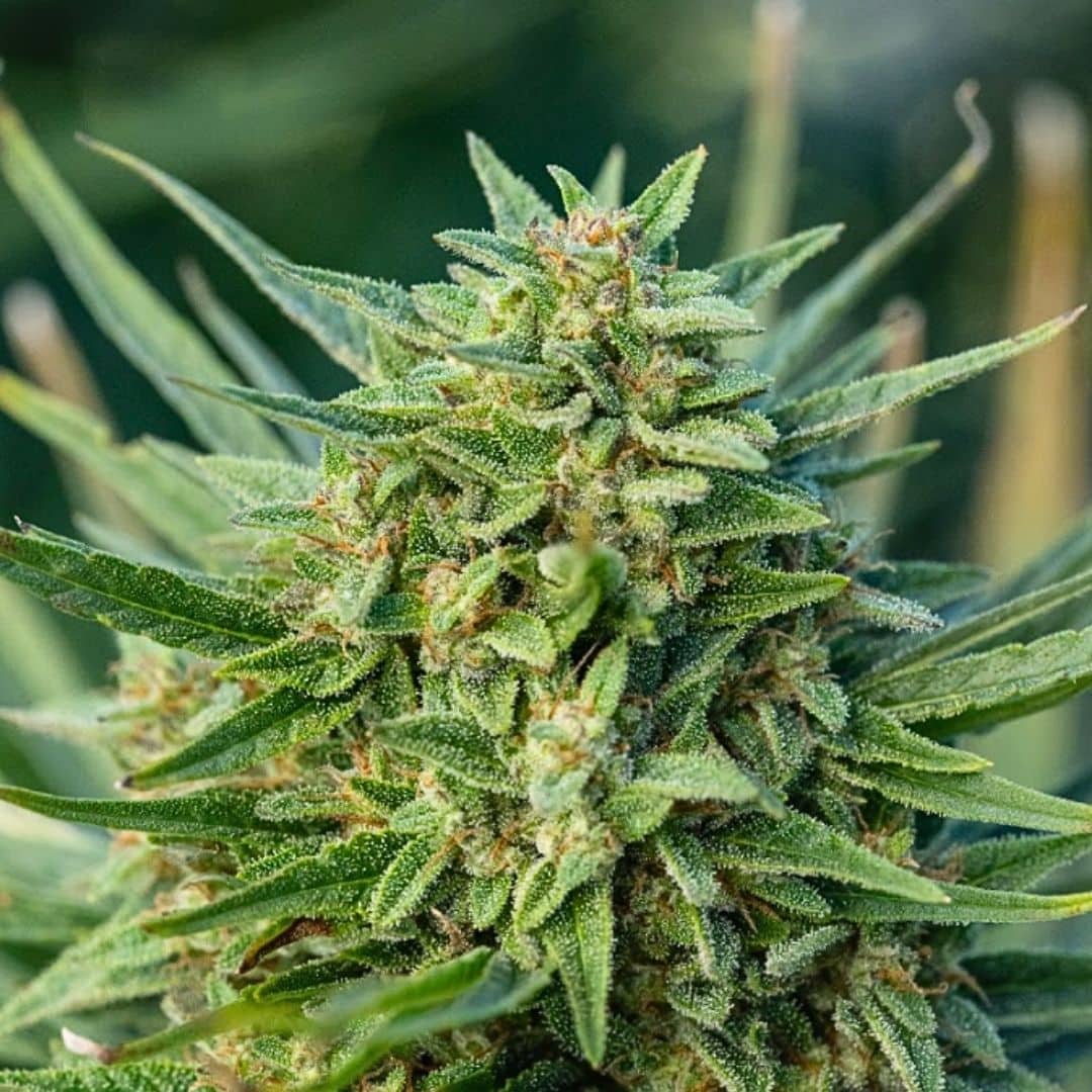 Blue Ridge Butter Auto