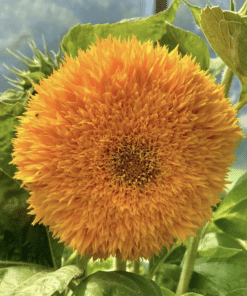 Dwarf Teddy Bear Sunflower