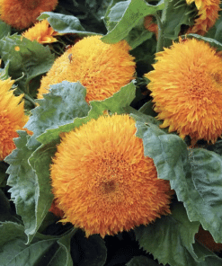 Alternative view of Dwarf Teddy Bear Sunflower