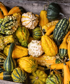 Small Mixed Gourds