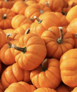 Jack Be Little Pumpkins