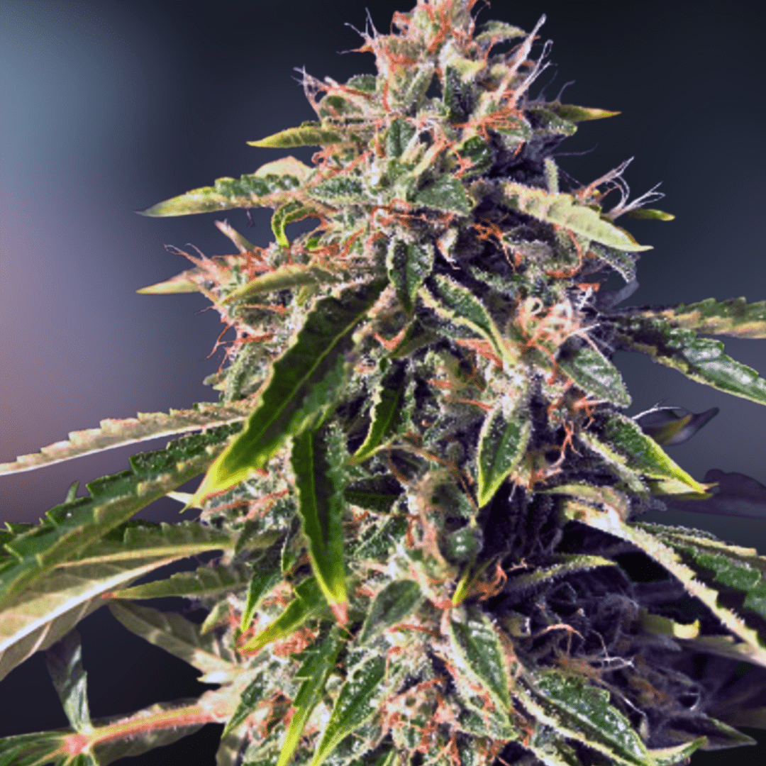 From the Vault - Image 2