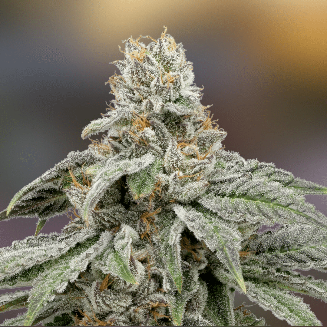 From the Vault - Image 6