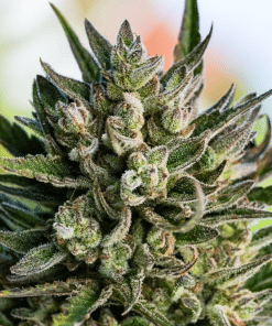 Pineapple Upside Down Cake 1:1