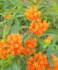 Butterfly Weed