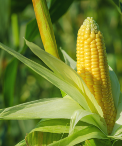 Honey Select Sweet Corn