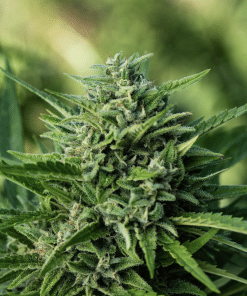 Regular Toy T. Wrex Auto