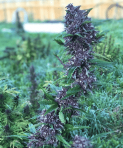 Purple cannabis plant with dense purple flowers growing in a grassy outdoor field