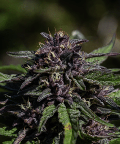 Regular Blueberry Muffin