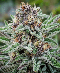 Regular Blueberry Muffin