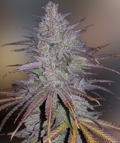 Cream & Cheese CBD 1:1