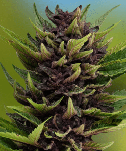 Regular Red Sand Headband Auto