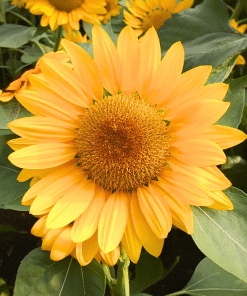 Alternative view of Grey Stripe Sunflower