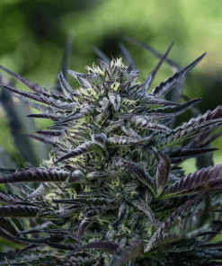 Captain’s Jade Auto