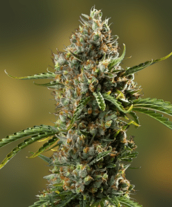 Diesel Auto