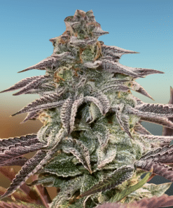 Blue Dream Auto
