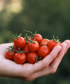 Large Red Cherry Tomato