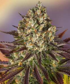 Biscotti Auto
